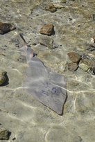 Shark Bay Ocean Park Aquarium - Accommodation Sunshine Coast 2