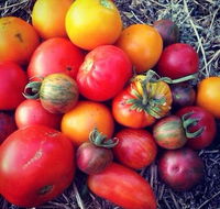 The Seasonal Garden Cafe - Accommodation Sunshine Coast