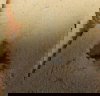 Sugarloaf Baking Co - Accommodation Sunshine Coast