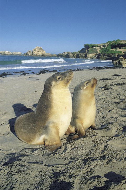 Kangaroo Island Seafront - Accommodation Sunshine Coast 40