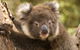 Kangaroo Island Seafront - thumb 39