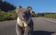 Kangaroo Island Seafront - thumb 14