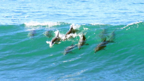 Mollymook Beach Waterfront - Accommodation Sunshine Coast 4