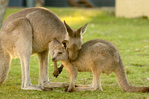 BIG4 Tasman Holiday Parks - Racecourse Beach - Accommodation Sunshine Coast 39