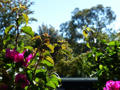 Monaco Court Apartment Adelaide - Accommodation Sunshine Coast 11