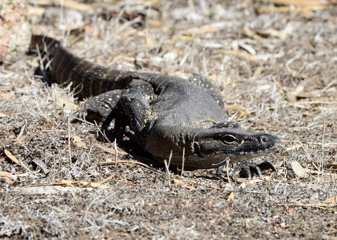 Sea Dragon Kangaroo Island - Accommodation Sunshine Coast 24