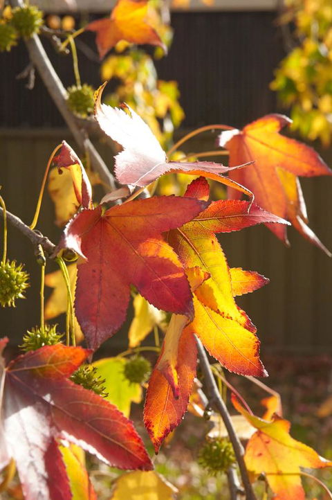 Motel Mount Gambier - Accommodation Sunshine Coast 22