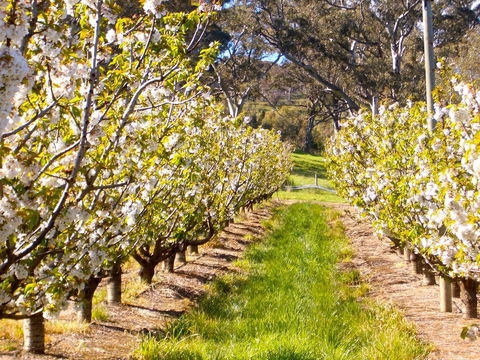 STUDIO ECHUNGA Adelaide Hills - Accommodation Sunshine Coast 18