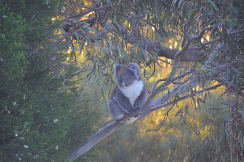 Kingsview Belair, Apartment Grand Views Of Adelaide - Accommodation Sunshine Coast 15