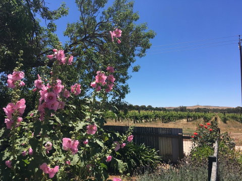 Amy\'s House Bed & Breakfast - Accommodation Sunshine Coast 29