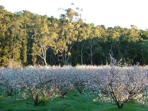 Taralee Orchards - Accommodation Sunshine Coast 5