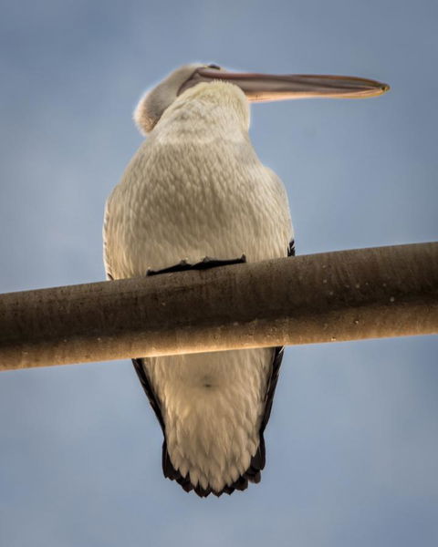 Penthouse On The Promenade - Accommodation Sunshine Coast 16