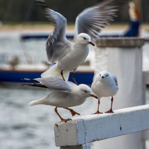 Penthouse On The Promenade - Accommodation Sunshine Coast 15