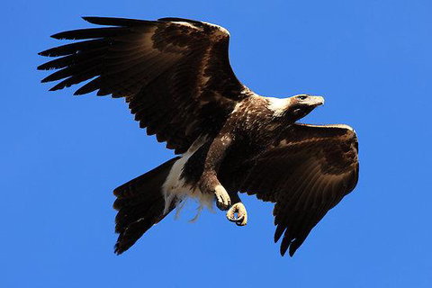 Eagles Range - Accommodation Sunshine Coast 16