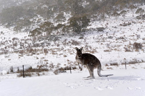 CHILL-OUT - Thredbo - Accommodation Sunshine Coast 27