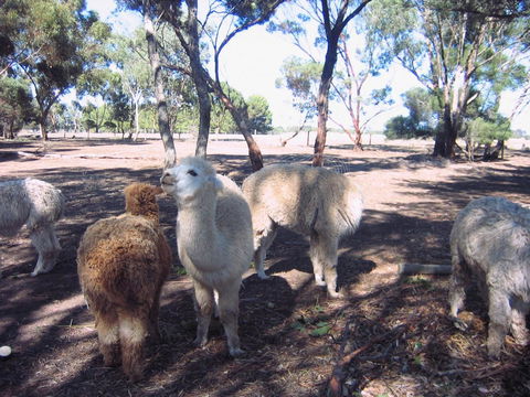 Linger Longer Vineyard - Accommodation Sunshine Coast 20