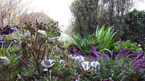 Linger Longer Vineyard - Accommodation Sunshine Coast 15