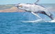 Unit 42 Kalbarri Beach Resort - thumb 21