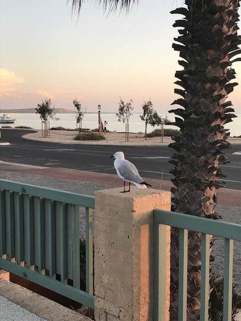 Shark Bay Seafront Apartments - Accommodation Sunshine Coast 0