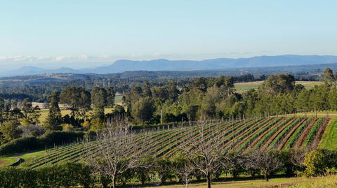 Grapevines Boutique Accommodation - Accommodation Sunshine Coast 21