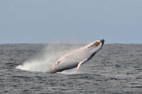 Albany Motel & Apartments - Accommodation Sunshine Coast 19