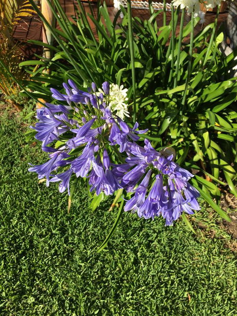 Bella Bali Gardens - Accommodation Sunshine Coast 21