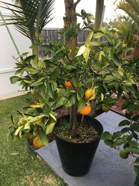 Bella Bali Gardens - Accommodation Sunshine Coast 24