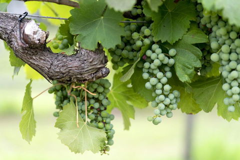 Thistle Hill Guesthouse - Walk To Many Wineries And Restaurants - Accommodation Sunshine Coast 44