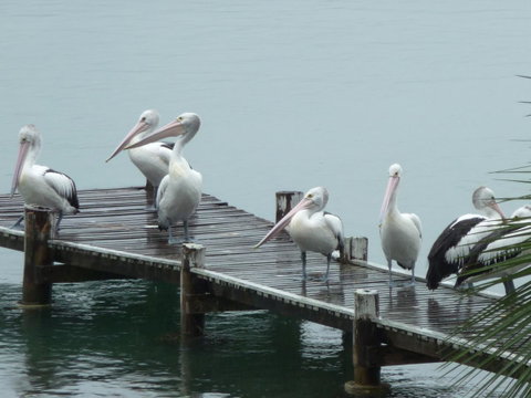 Pelican H2O One & Two Bedroom Apartments - Accommodation Sunshine Coast 6