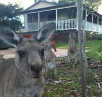 Bush  Bay Cottage - Accommodation Sunshine Coast