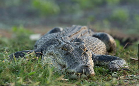 Wildman Wilderness Lodge - Accommodation Sunshine Coast 24