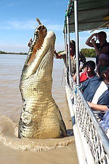 Kakadu @ The Kube (Darwin City) - Accommodation Sunshine Coast 3