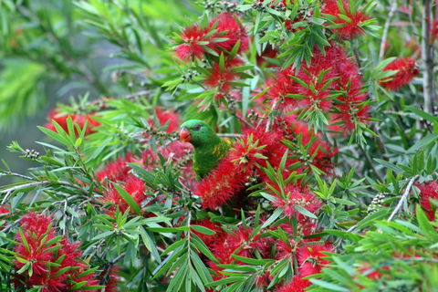 Bottlebrush B & B - Accommodation Sunshine Coast 0