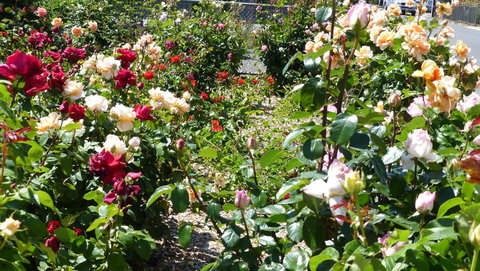 Cabernet Cottage - Accommodation Sunshine Coast 3