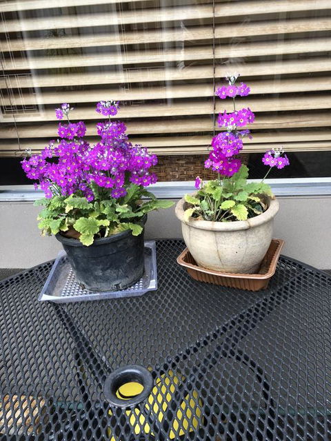 Central Wangaratta Motel - Accommodation Sunshine Coast 2