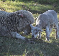 Clandulla Cottages  Farmstay - Accommodation Sunshine Coast