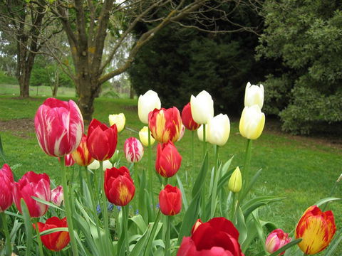 Clifton Gardens B&B - Accommodation Sunshine Coast 1