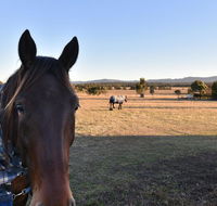 Clydesdale Cottage on Talga with real Clydesdale Horses - Accommodation Sunshine Coast