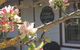 Coonawarra's Pyrus Cottage - thumb 3