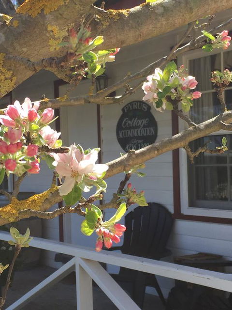 Coonawarra's Pyrus Cottage - Accommodation Sunshine Coast 3