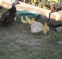 Corella Creek Country Farm Stay - Accommodation Sunshine Coast
