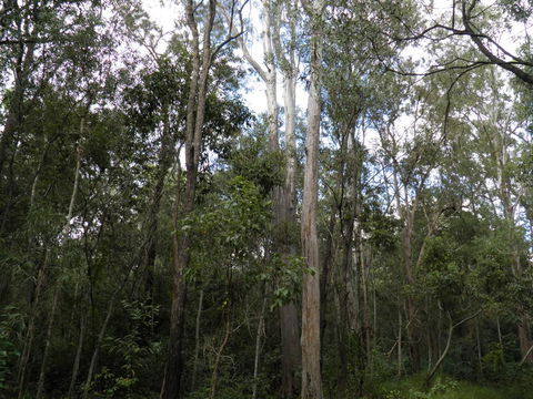 Coucals Cottage - Accommodation Sunshine Coast 3