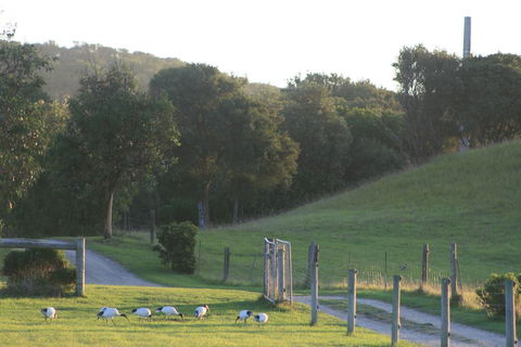 Driftwood Villas - Accommodation Sunshine Coast 1