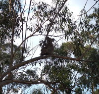 Escape to the Country - Enjoy the firepit or explore magical Bunya Mountains - Accommodation Sunshine Coast