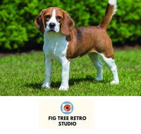 Fig Tree Retro Studio - Accommodation Sunshine Coast