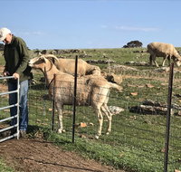 Gilgraves Vineyard Farmstay - Accommodation Sunshine Coast