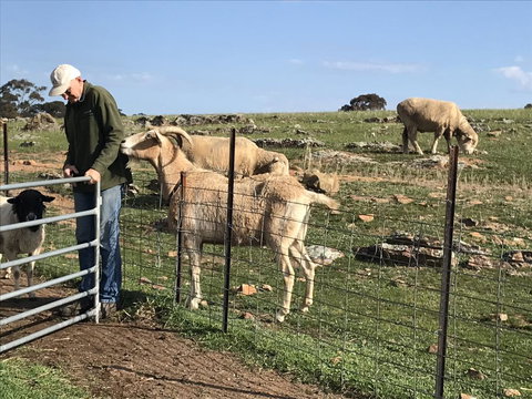 Gilgraves Vineyard Farmstay - Accommodation Sunshine Coast 0