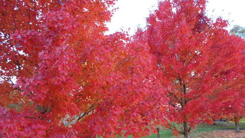 HEALESVILLE GETAWAY - Accommodation Sunshine Coast 0