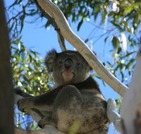 Levi Park Caravan Park - Accommodation Sunshine Coast