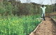 Mylor Farm, Adelaide Hills - thumb 1